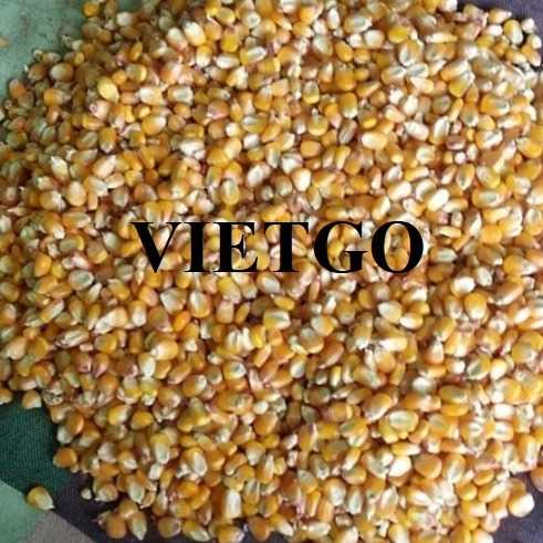 Cơ hội xuất khẩu ngô vàng sang thị trường Oman và UAE