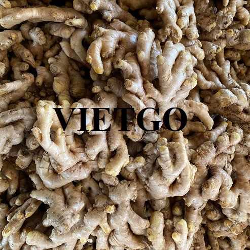 Cơ hội xuất khẩu gừng tươi sang thị trường Bangladesh