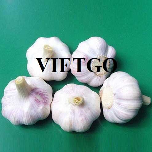 Cơ hội xuất khẩu tỏi trắng sang thị trường Guatemala