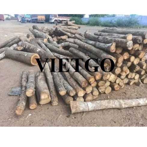 Thương vụ xuất khẩu gỗ cao su tròn sang thị trường Ấn Độ