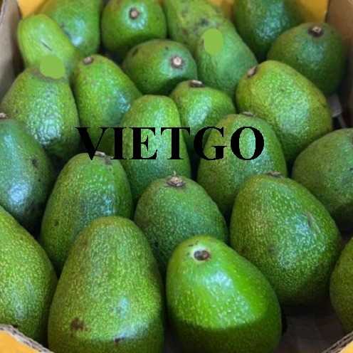 Cơ hội giao thương xuất khẩu bơ Hass đến thị trường Qatar