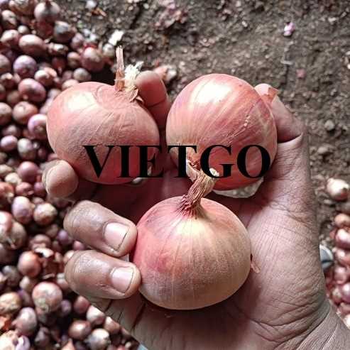 Cơ hội xuất khẩu hành tây đến thị trường Bangladesh