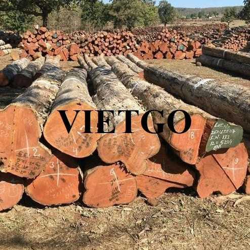 Thương vụ xuất khẩu gỗ teak tròn sang thị trường Ấn Độ