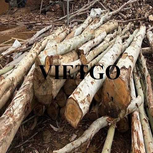 Thương vụ xuất khẩu gỗ bạch đàn tròn sang thị trường Ấn Độ