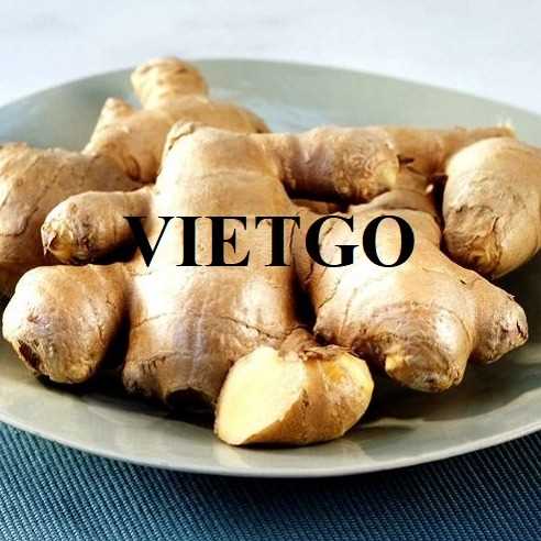 Thương vụ xuất khẩu gừng tươi sang thị trường Bangladesh