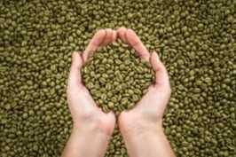 Cần tìm đơn vị vận tải Café từ cao nguyên Boloven nam Lào đi Mỹ.