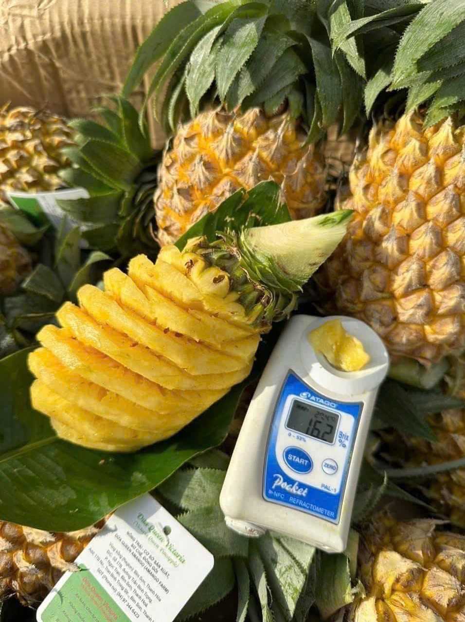 Cần tìm đơn vị vận tải vận chuyển mặt hàng dứa đến Jordan