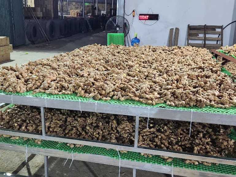 Cần tìm đơn vị vận tải vận chuyển mặt hàng gừng đi Indo