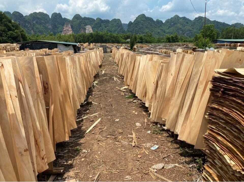 Cần tìm đơn vị vận tải vận chuyển mặt hàng ván bóc đi Ấn Độ