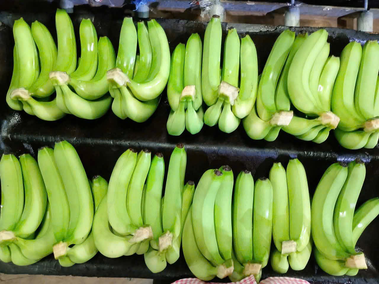 Cần tìm đơn vị vận tải vận chuyển mặt hàng chuối đi Thổ Nhỹ Kỳ