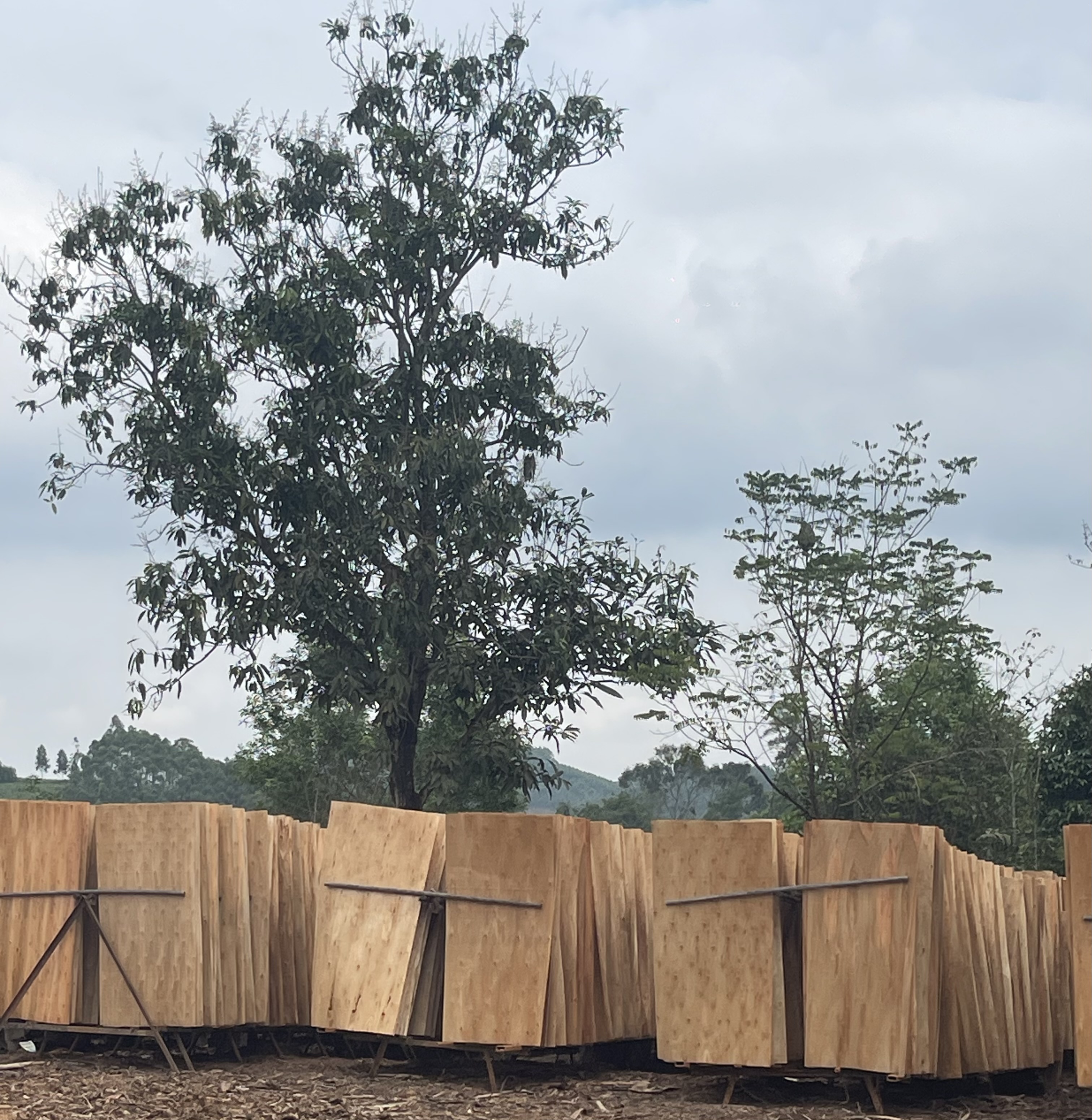 Cần tìm đơn vị vận tải vận chuyển mặt hàng ván bóc đi Ấn Độ