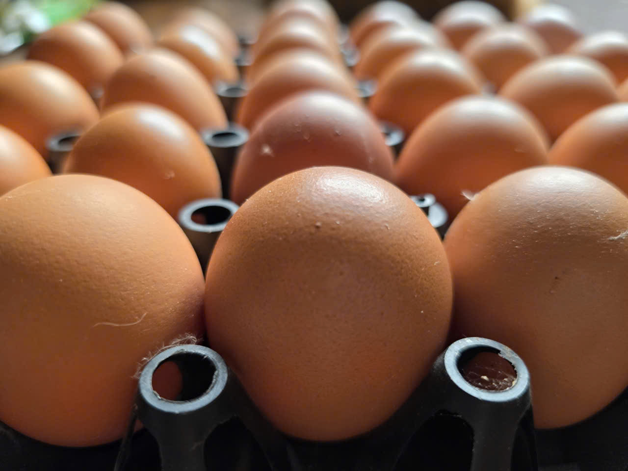 Cần tìm đơn vị vận chuyển hàng nông sản (trứng gà) từ cảng Hải Phòng đi Pyeongtaek, Hàn Quốc  