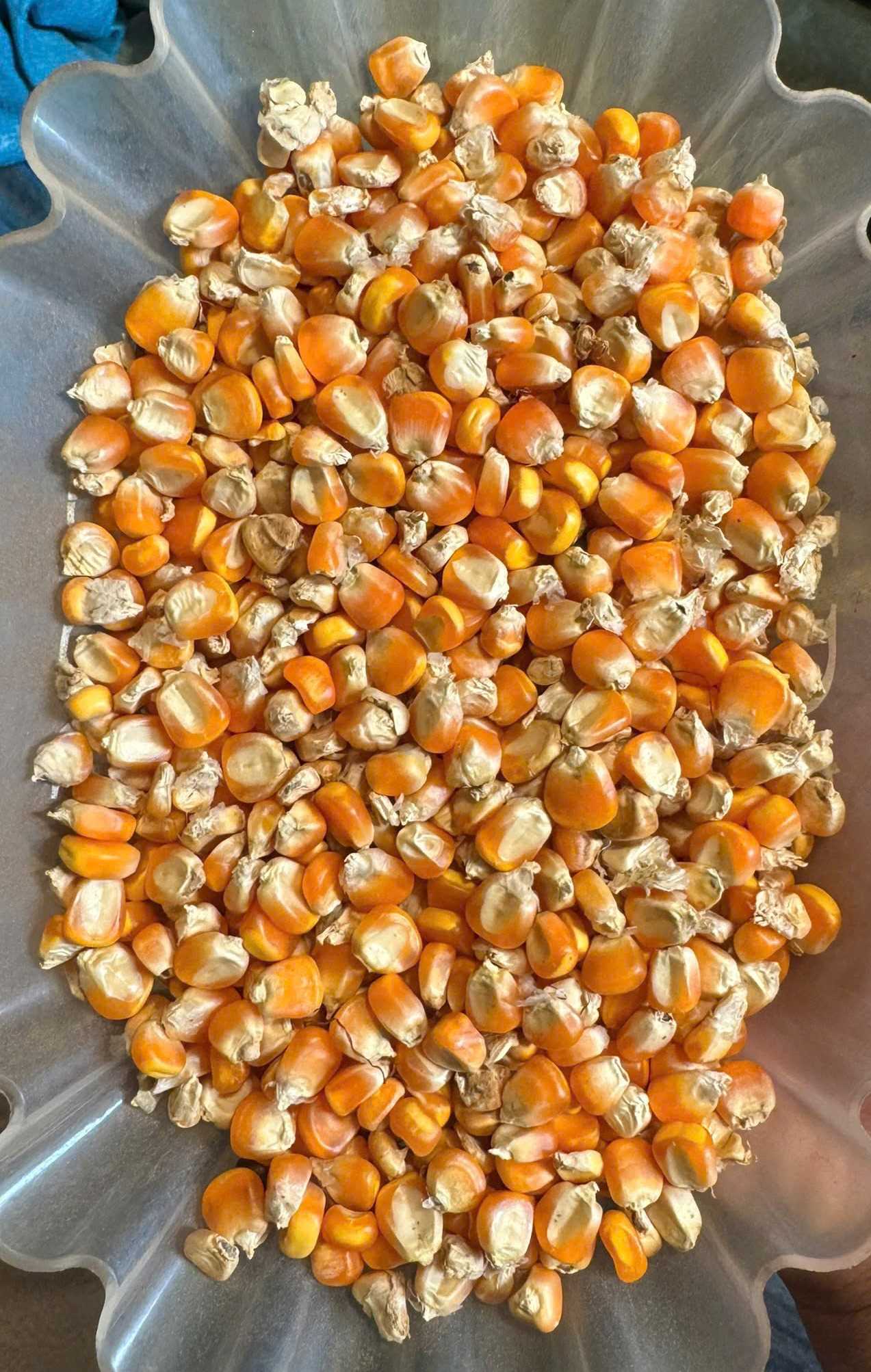 Cần tìm đơn vị fwd vận chuyển Ngô đến Philippines 