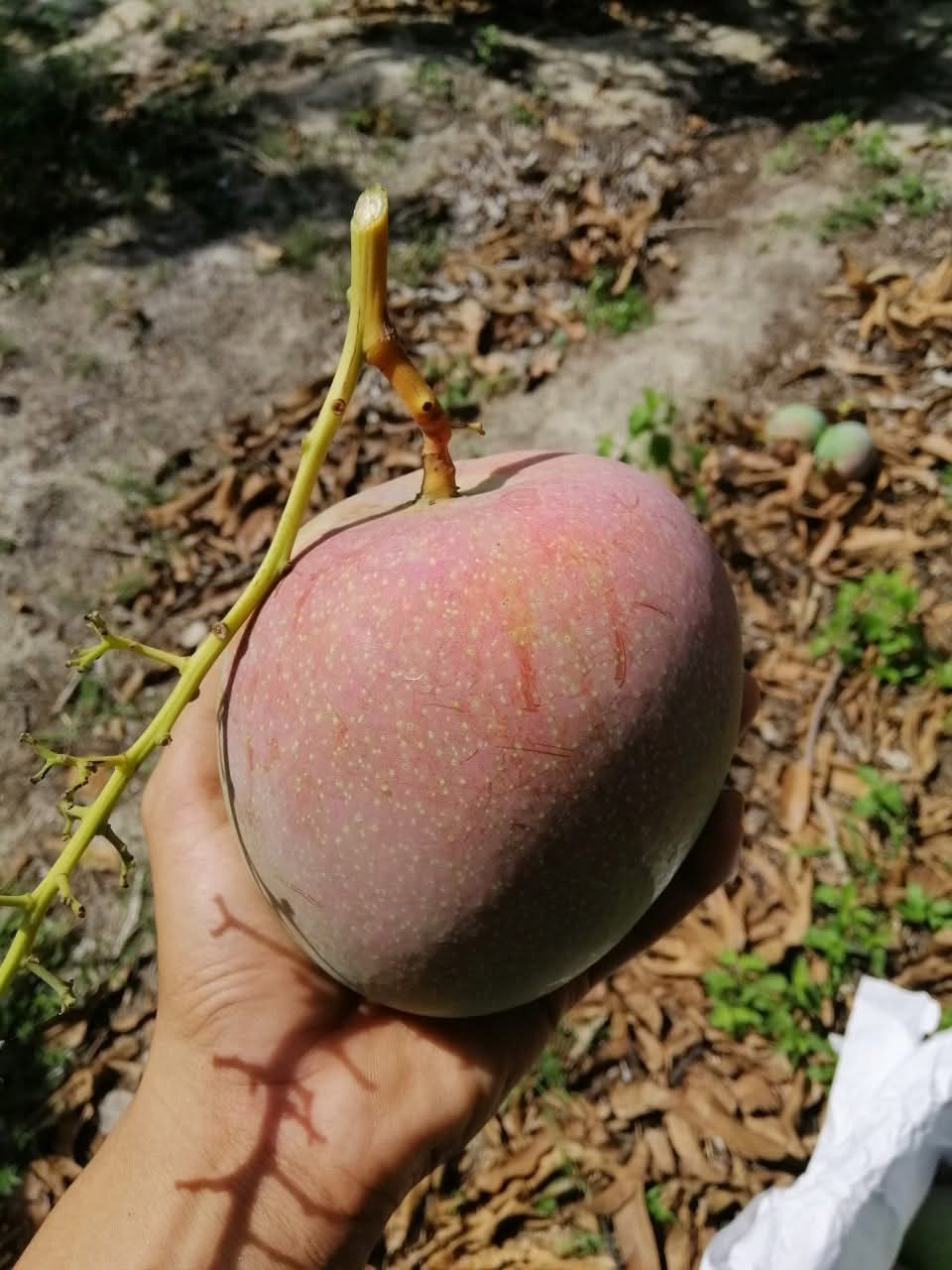 Tôi cần tìm đơn vị FWD chuyên hàng ari nông sản đi UAE 