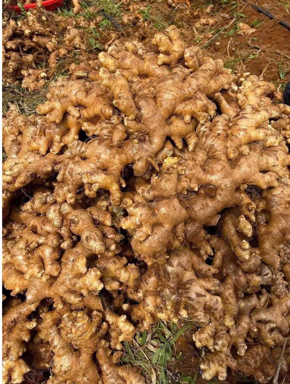 Tìm nhà vận tải gừng tươi đi UAE, Canada 