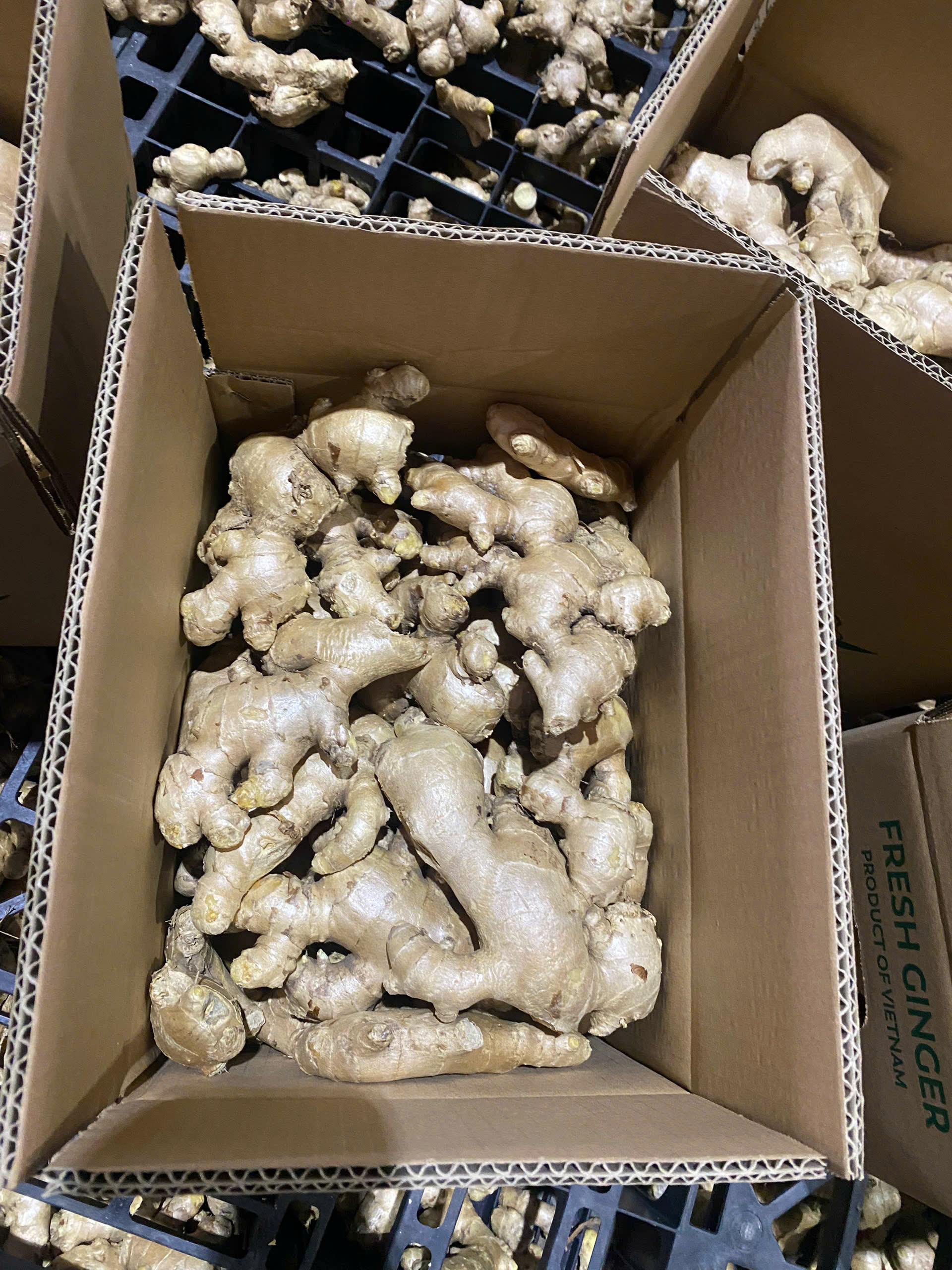 Tôi cần tìm đơn vị FWD vận chuyển gừng tươi đi Ấn Độ