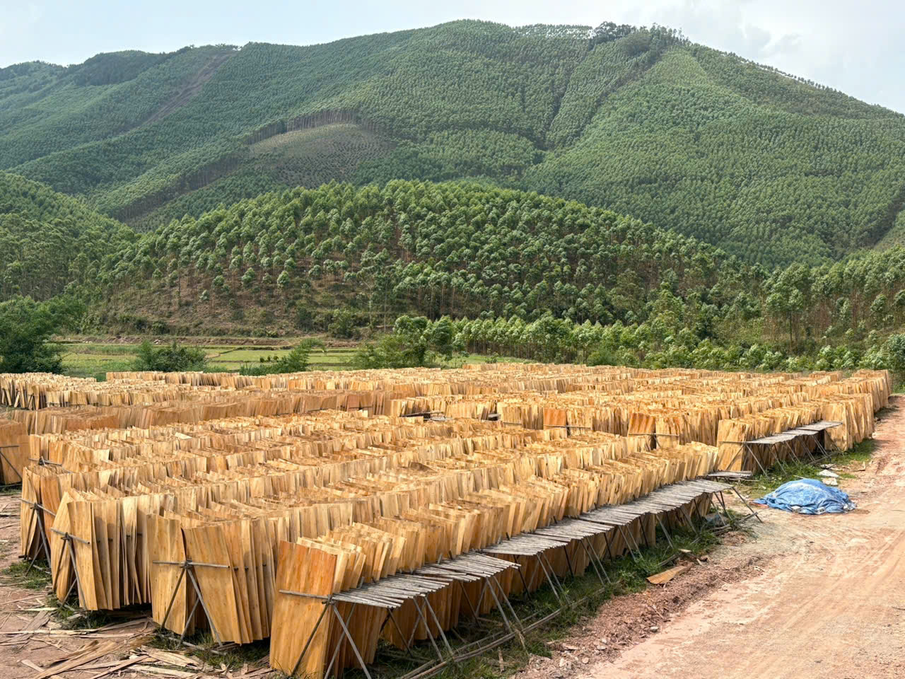 Cần tìm đơn vị FWD chuyên hàng ván bóc đi Ấn Độ