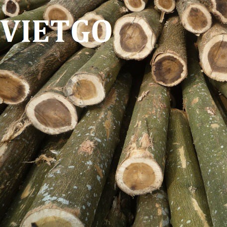 Thương gia Ấn Độ có nhu cầu tìm nhà cung cấp 500-1.000m3 gỗ keo tròn