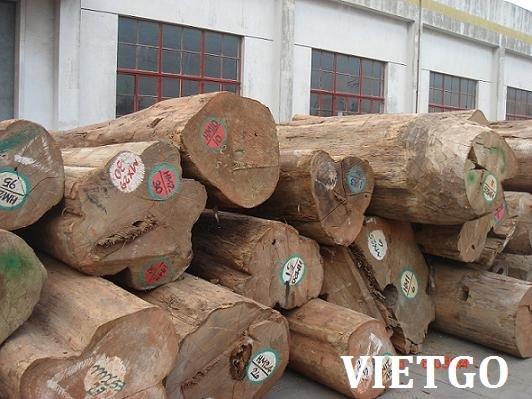 Cơ hội xuất khẩu 1 container 40ft gỗ teak tròn sang Hàn Quốc
