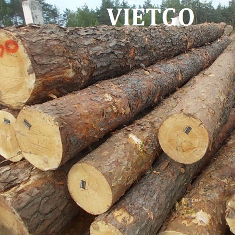 Cơ hội xuất khẩu 1.000m3 gỗ thông tròn sang Ấn Độ