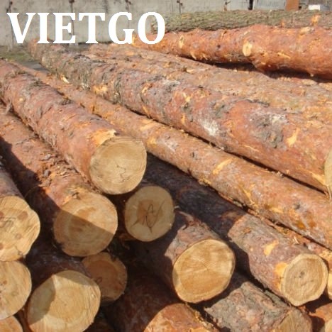 Công ty từ Hungary cần mua 15.0003 gỗ thông tròn để xuất cho khách hàng ở Trung Quốc