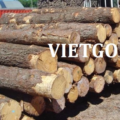 Cơ hội xuất khẩu 400 tấn gỗ thông tròn sang Ai Cập