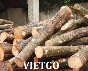 Cơ hội xuất khẩu 200 tấn gỗ keo và cao su tròn sang Thái Lan