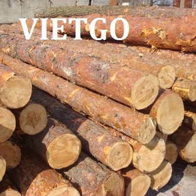 Đối tác từ Qatar có nhu cầu mua 1 container gỗ thông tròn mỗi tháng