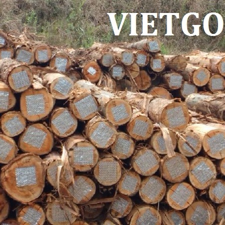 Cơ hội xuất khẩu 200-300 container gỗ bạch đàn tròn sang Trung Quốc