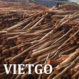 Đối tác Dubai có nhu cầu mua gỗ thông và bạch đàn để sản xuất dăm bào