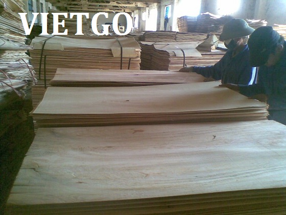 Công ty sản xuất gỗ dán ở Indonesia có nhu cầu mua thử 1 container ván bóc lõi keo