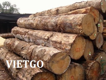 Đối tác người Trung Quốc đang cần tìm nhà cung cấp gỗ thông Monterrey (gỗ thông radiata)