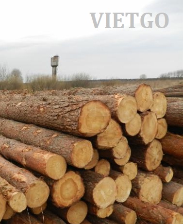 Đối tác từ Li Băng có nhu cầu gỗ thông tròn với số lượng 1 container 20ft cho đơn hàng thử