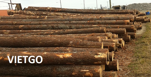 Đối tác người Trung Quốc đang cần mua 15.000m3 gỗ bạch đàn hoặc gỗ thông tròn mỗi tháng.