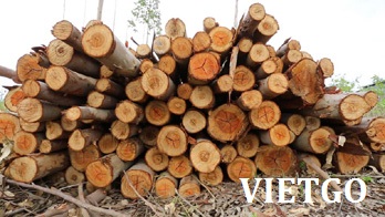 Thương nhân người Trung Quốc đang hỏi mua 20.000 tấn gỗ bạch đàn tròn