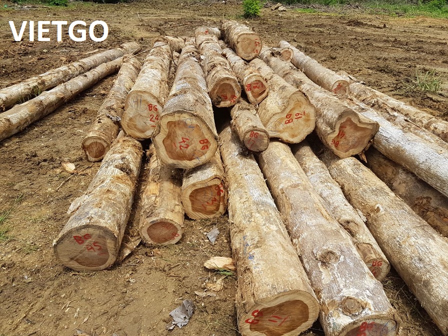 Thương nhân người Singapore đang cần mua thử 1 container 20ft gỗ keo, gỗ dầu hoặc gỗ cao su tròn xuất sang thị trường Ấn Độ
