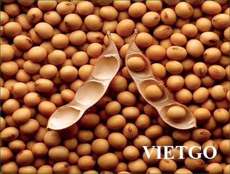 Cơ hội xuất khẩu 5.000 tấn đậu nành sang Bangladesh