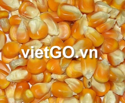 Khách hàng đến từ Jordan cần nhập khẩu 1.000 tấn ngô hạt làm thức ăn chăn nuôi