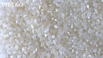 Đối tác Bangladesh cần nhập khẩu 50.000 tấn gạo trắng hạt tròn
