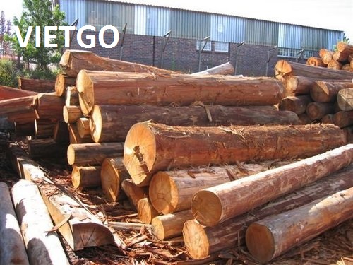 Thương nhân người Trung Quốc đang cần mua 5.000 – 10.000 tấn gỗ bạch đàn tròn