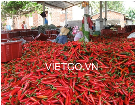 Cơ hội xuất khẩu 6 tấn ớt các loại sang thị trường Brunei