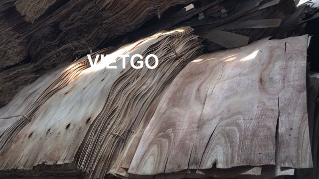 Cơ hội xuất khẩu 1 container 40ft ván bóc lõi gỗ dầu, gỗ cao su hoặc gỗ bạch đàn sang Trung Quốc