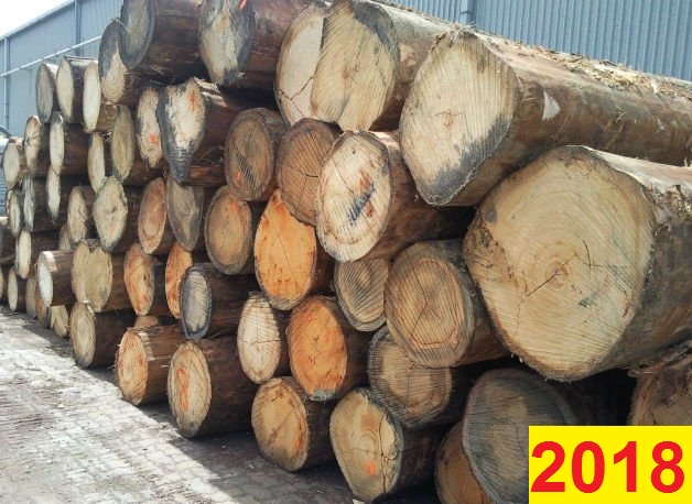 Cơ hội xuất khẩu 30.000 tấn gỗ bạch đàn tròn trong cả năm sang Ấn Độ