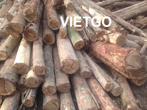 Đối tác người Thái Lan đang cần mua 4000m3 gỗ bạch đàn tròn mỗi tháng