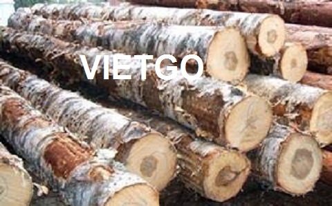 Thương nhân người Lebanon đang cần mua 50.000 – 100.000m3 gỗ thông tròn xuất sang Trung Quốc