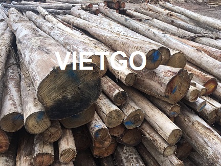 Cơ hội xuất khẩu ít nhất 500m3 gỗ bạch đàn tròn sang Trung Quốc