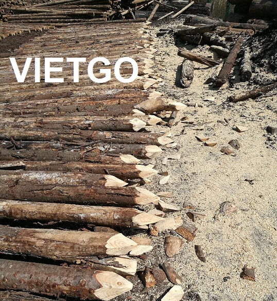 (GẤP) Khách hàng người Palau đang cần mua 200 khối gỗ thông tròn