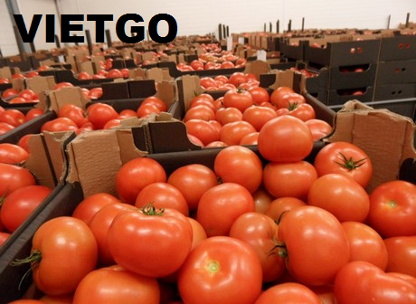 Cơ hội xuất khẩu 2 container 40ft cà chua tươi mỗi tháng sang Dubai