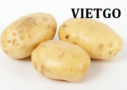 Cơ hội xuất khẩu 500 tấn khoai tây sang thị trường Hàn Quốc