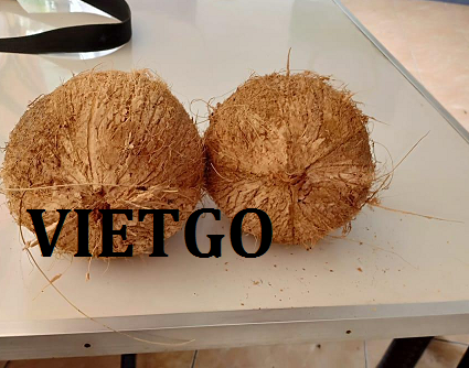 Vị khách quen người Ai Cập muốn nhập khẩu 25 tấn dừa đã lột vỏ sang thị trường Ai Cập
